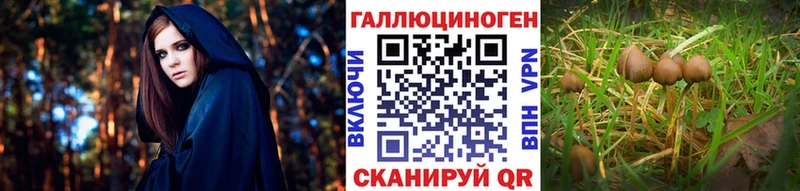 купить наркоту  Железногорск-Илимский  кракен ССЫЛКА  Галлюциногенные грибы Magic Shrooms 